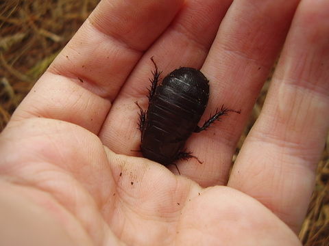 Image of <i>Panesthia cribrata</i> Saussure 1864