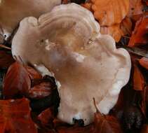 Image of Clitocybe nebularis (Batsch) P. Kumm. 1871