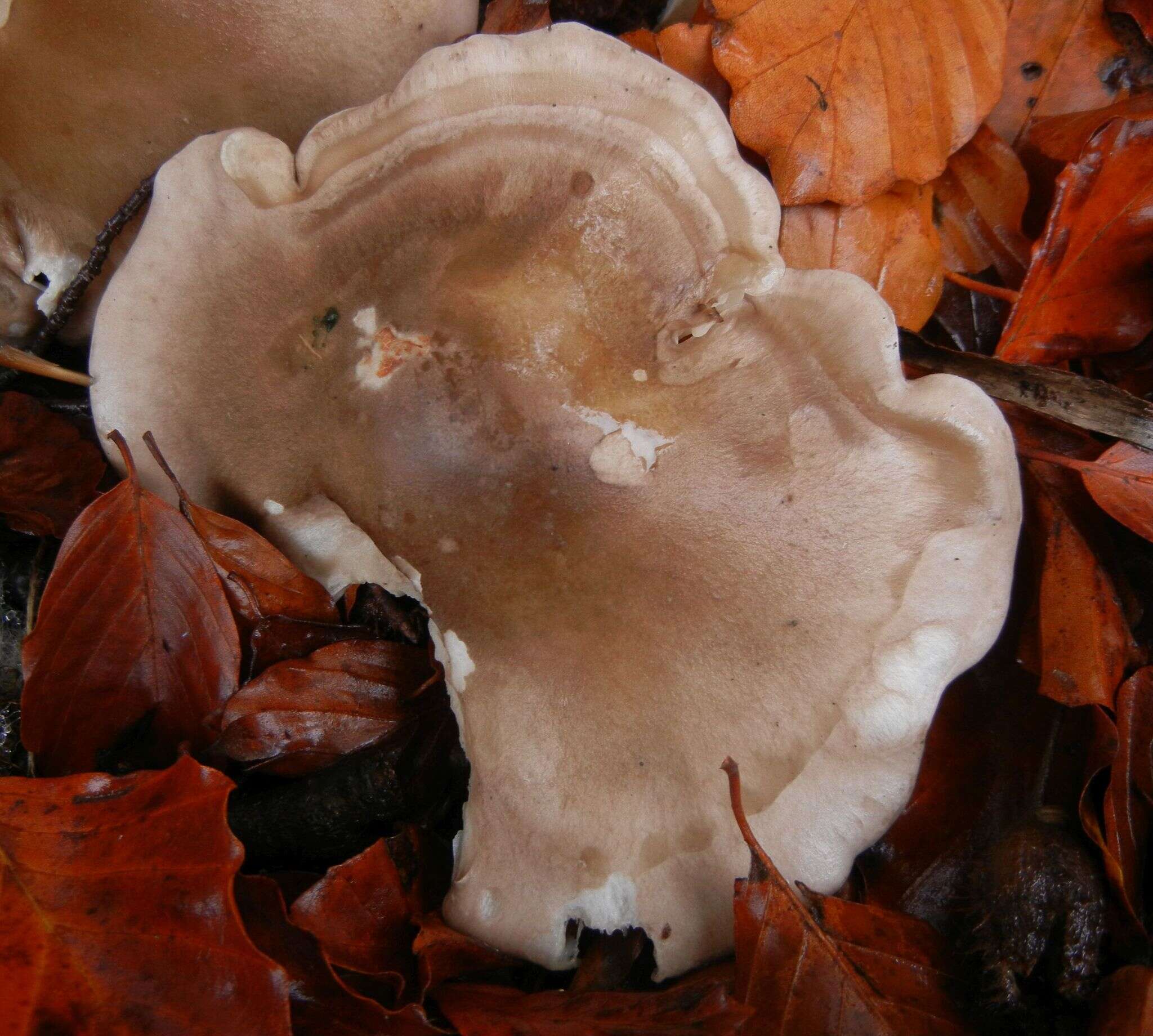 Image of Clitocybe nebularis (Batsch) P. Kumm. 1871