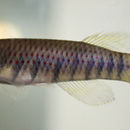 Image of Epiplatys infrafasciatus (Günther 1866)