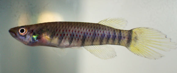 Image of Epiplatys infrafasciatus (Günther 1866)