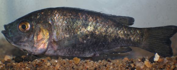 Image of Myaka myaka
