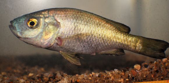 Image of Myaka myaka