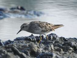 Image of Long-toed Stint