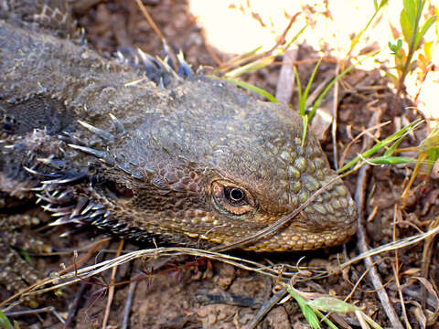 Image of Bearded Dragon