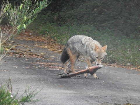 Image of Indian jackal