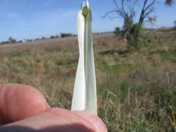 Image de Panicum coloratum L.