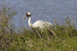 Image of Whooping Crane