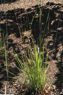 Image of Indiangrass