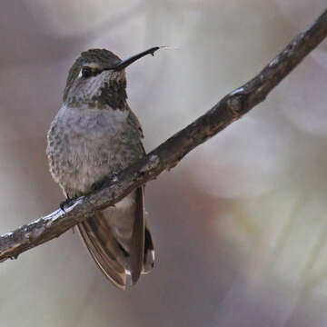 Image of Broad-tailed Hummingbird