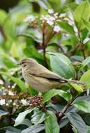 Image of Common Chiffchaff