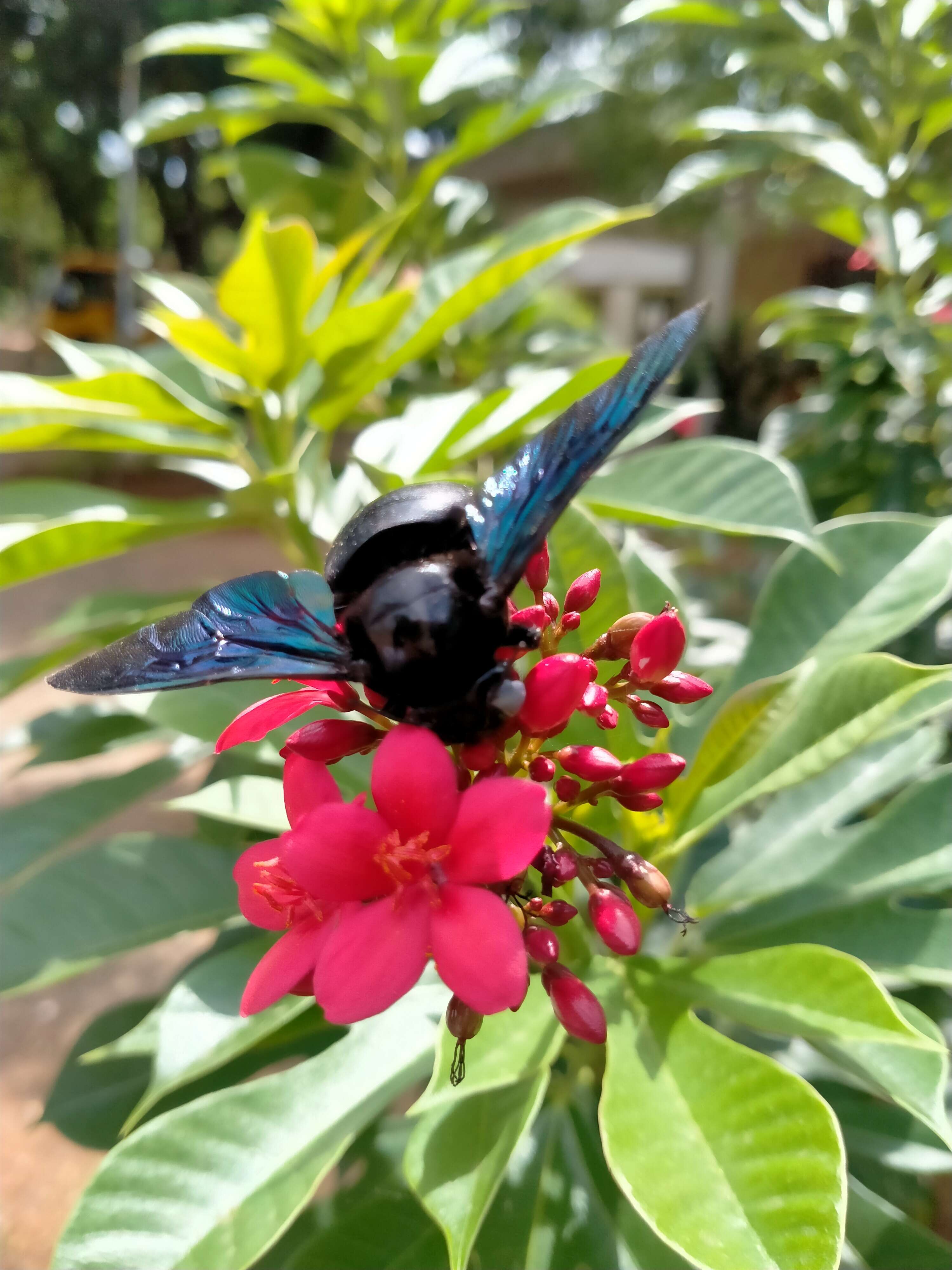 Image of Xylocopa latipes (Drury 1773)