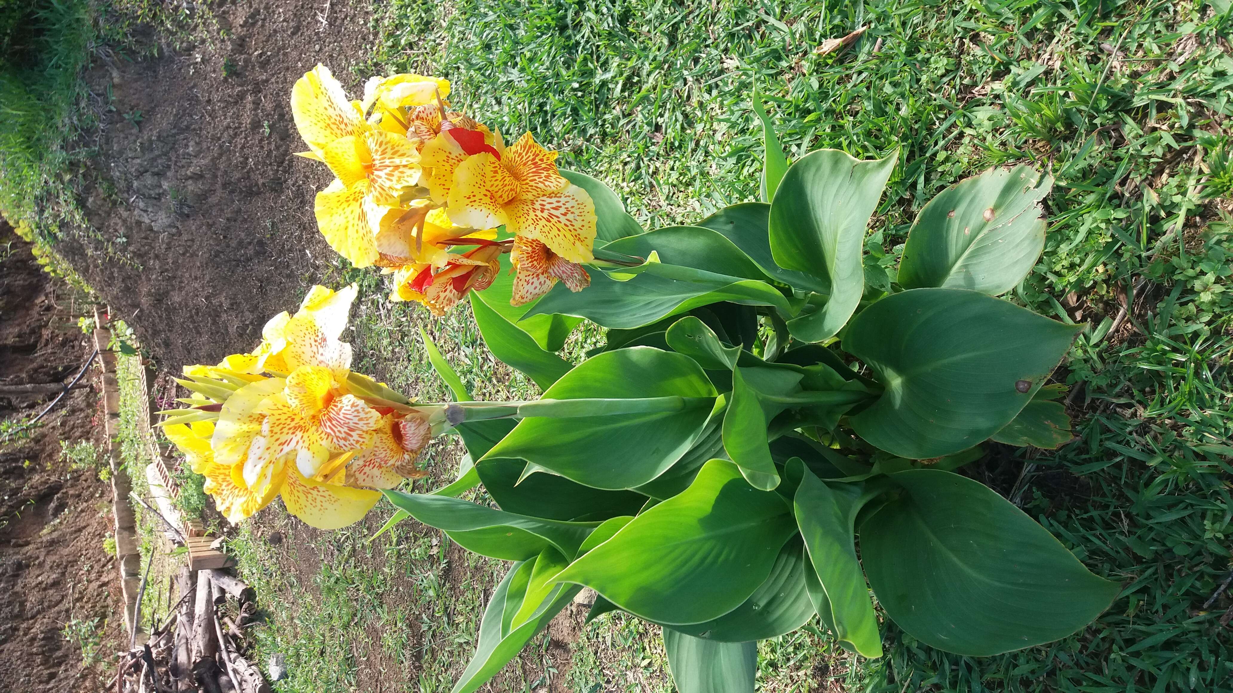 Image of canna lilies