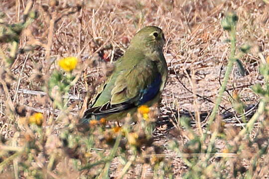 Image of Blue-winged Parrot