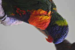 Image of Rainbow Lorikeet