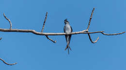 Image of Crested Treeswift