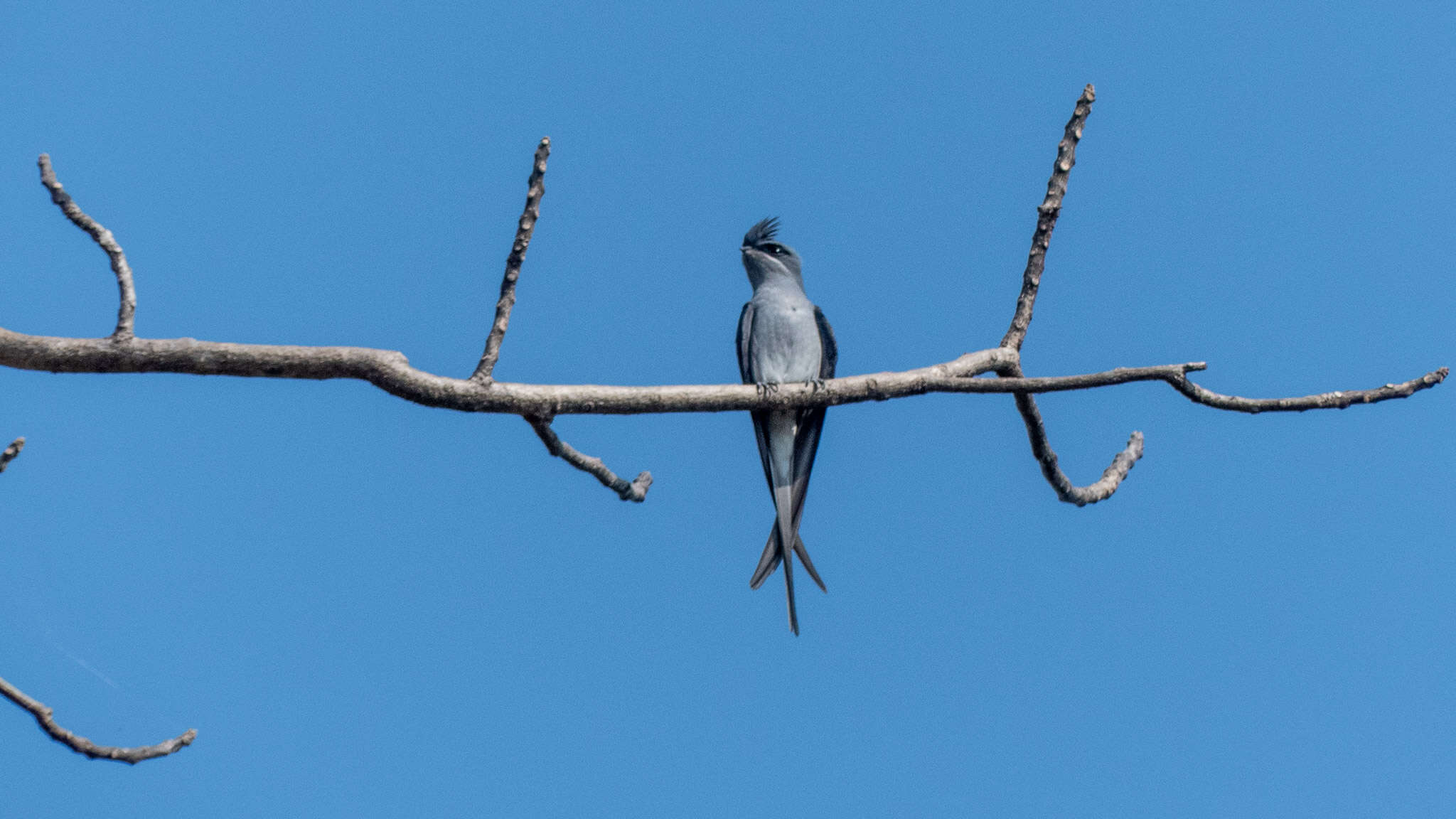 Image of Crested Treeswift