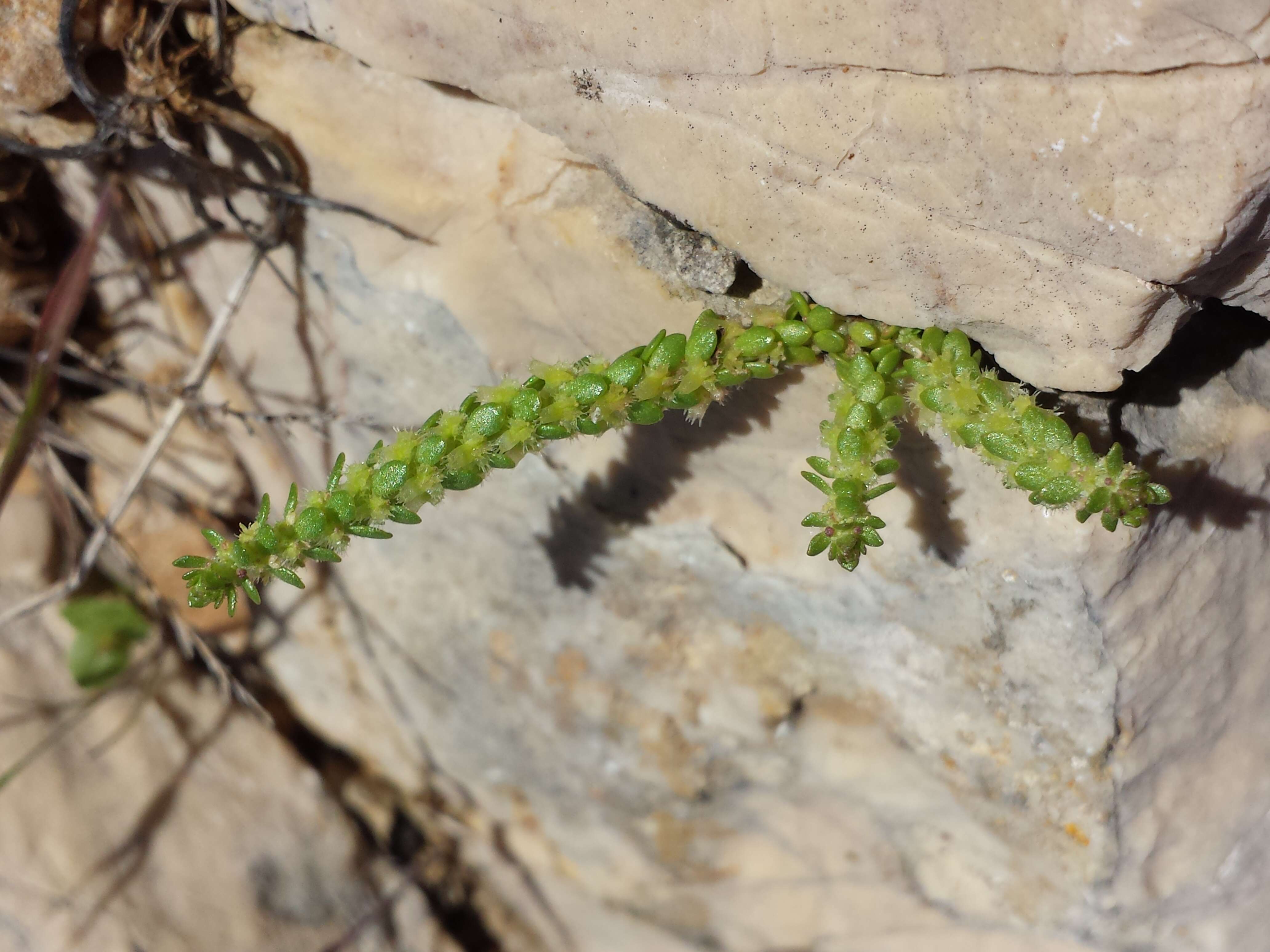 Image of Valantia muralis L.