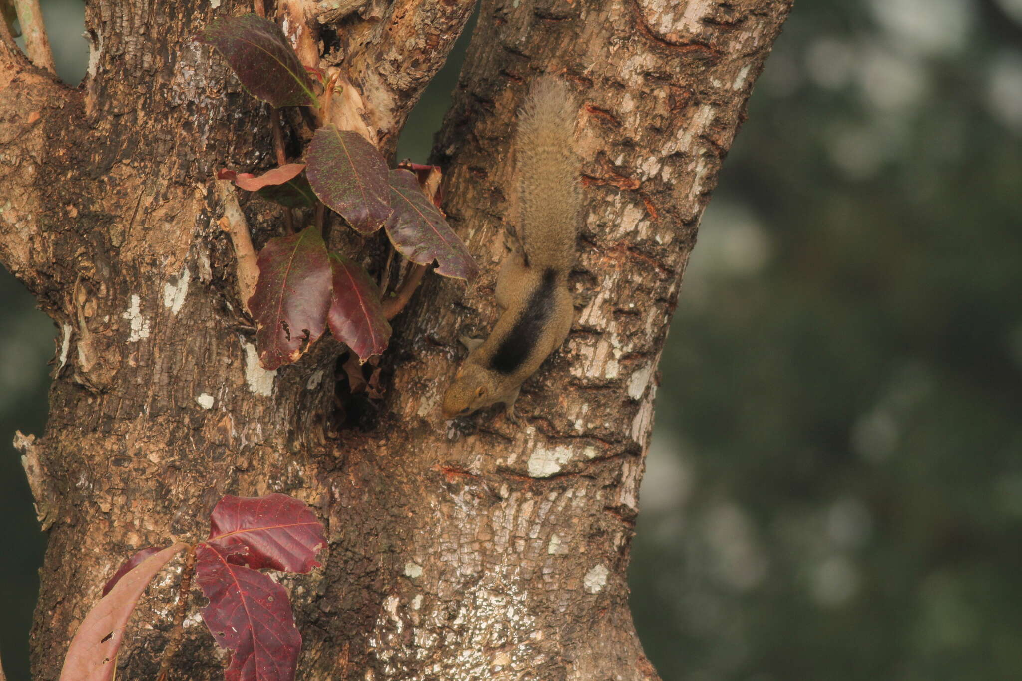 Image of Pallas's Squirrel