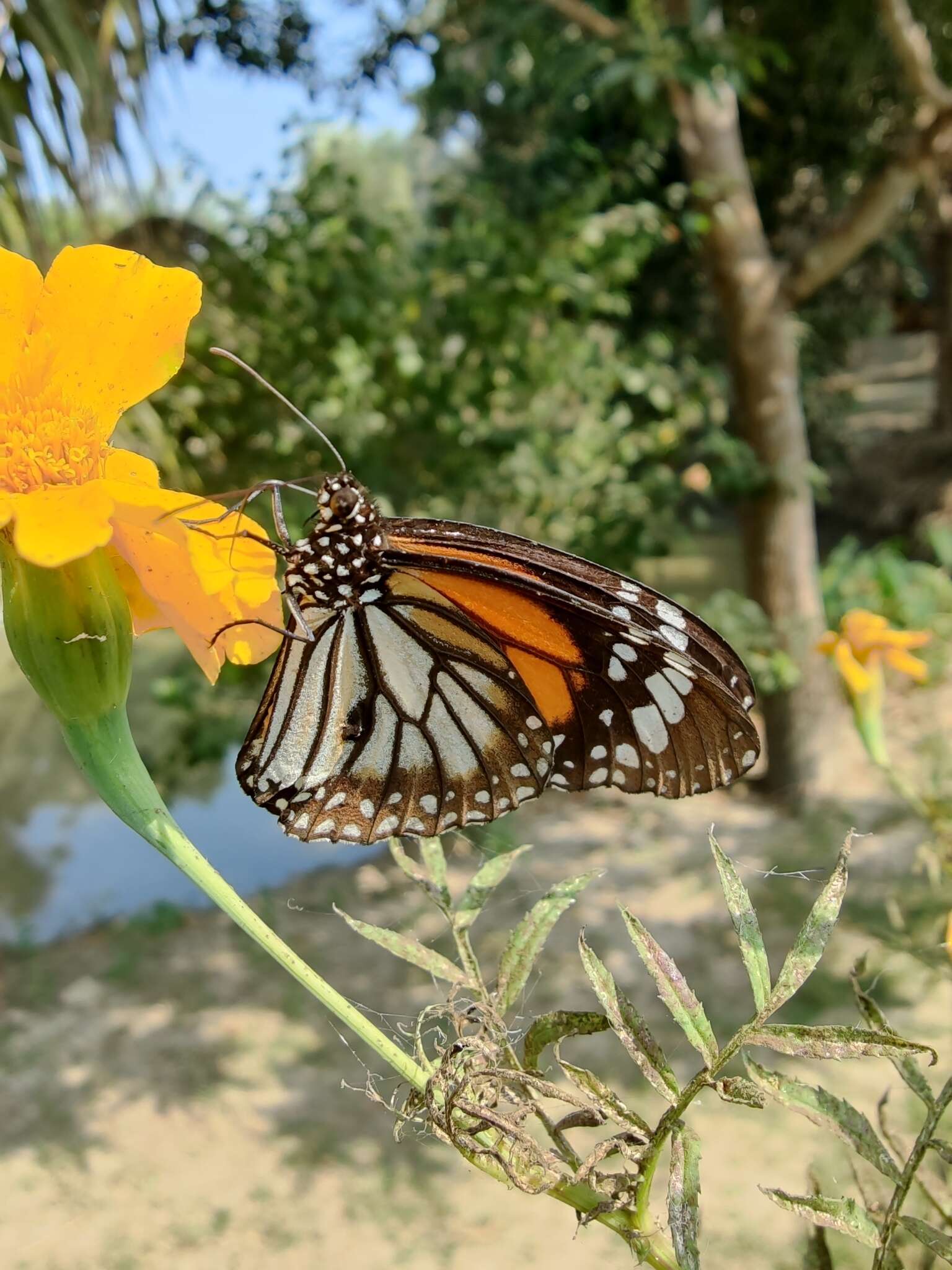 Plancia ëd Danaus (Anosia) melanippus Cramer 1777