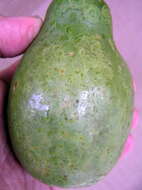 Image of Papaya ringspot virus