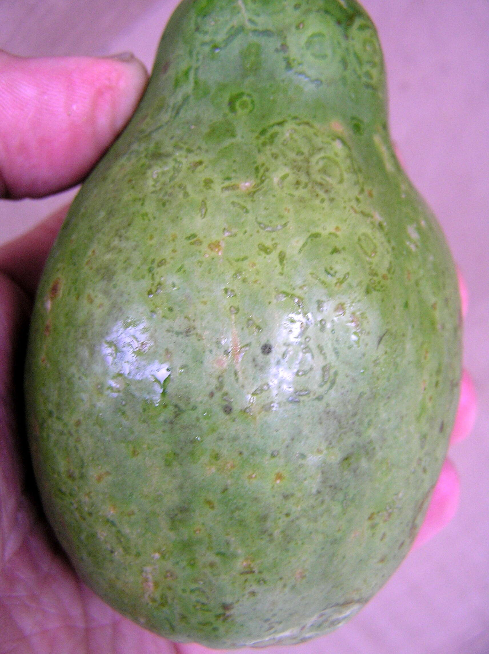 Sivun Papaya ringspot virus kuva