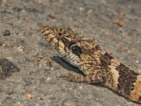 Image of Burmese Mountain Agamid