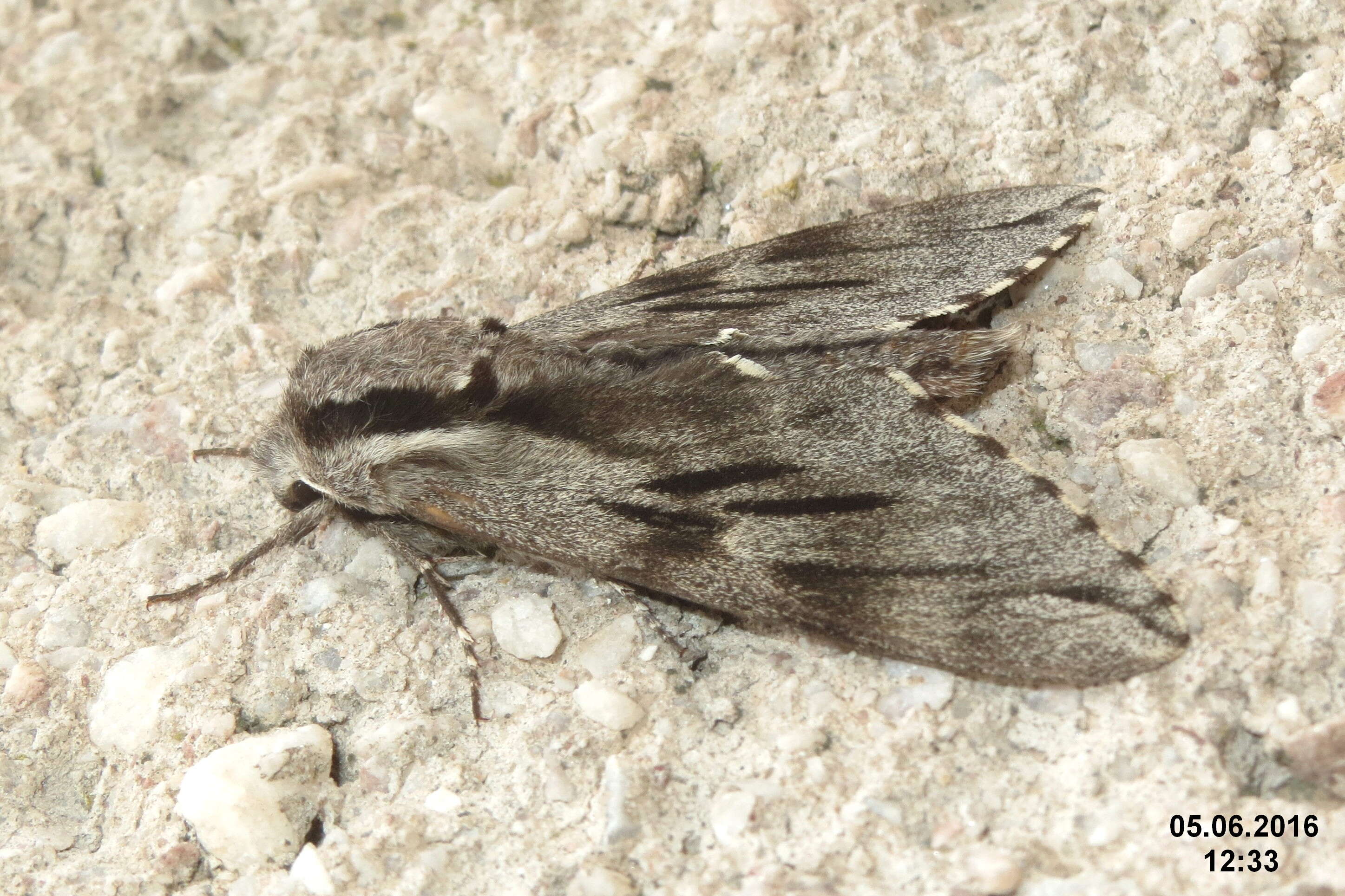 Image of convolvulus hawk moth