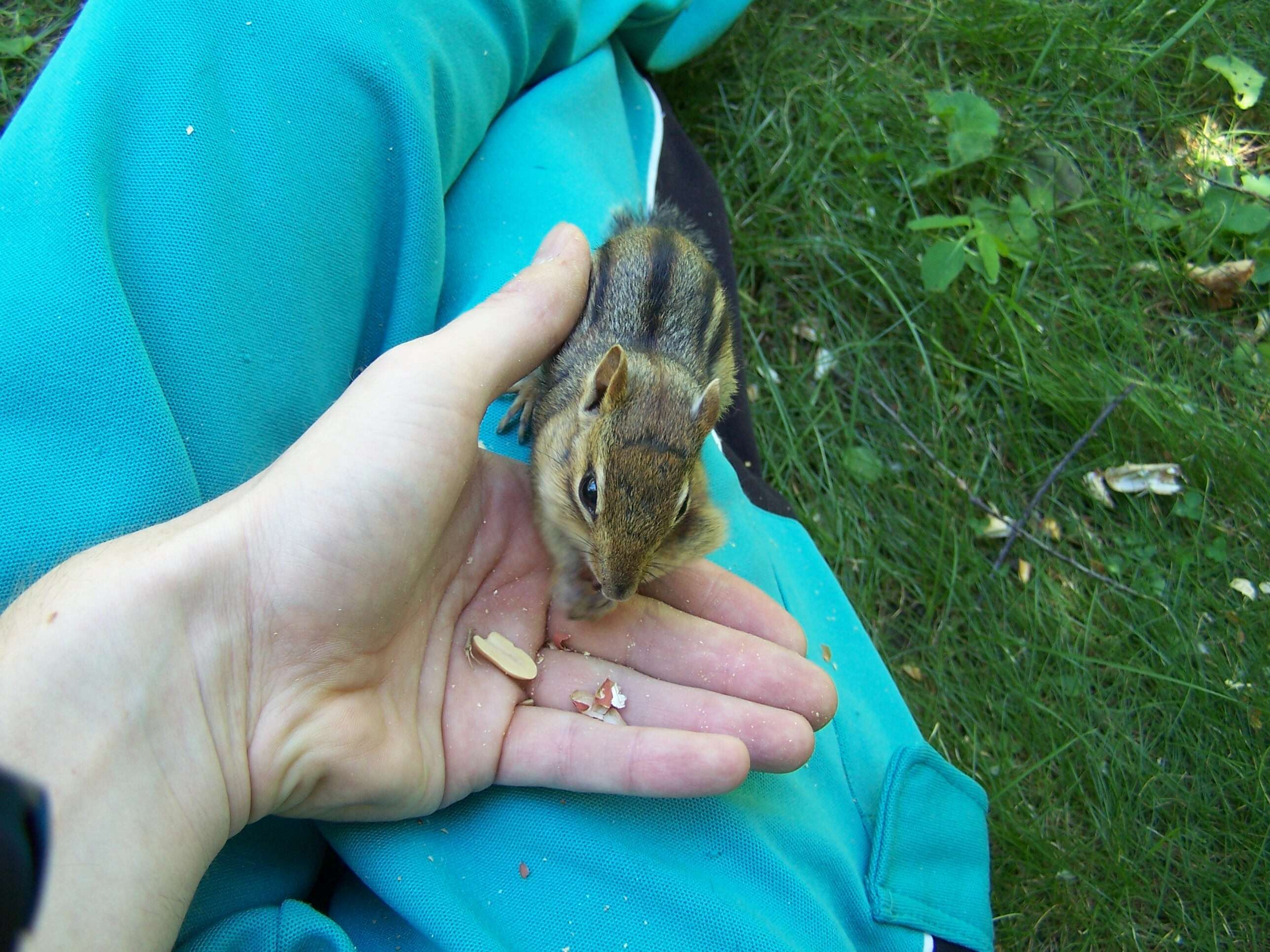 Image of Siberian Chipmunk