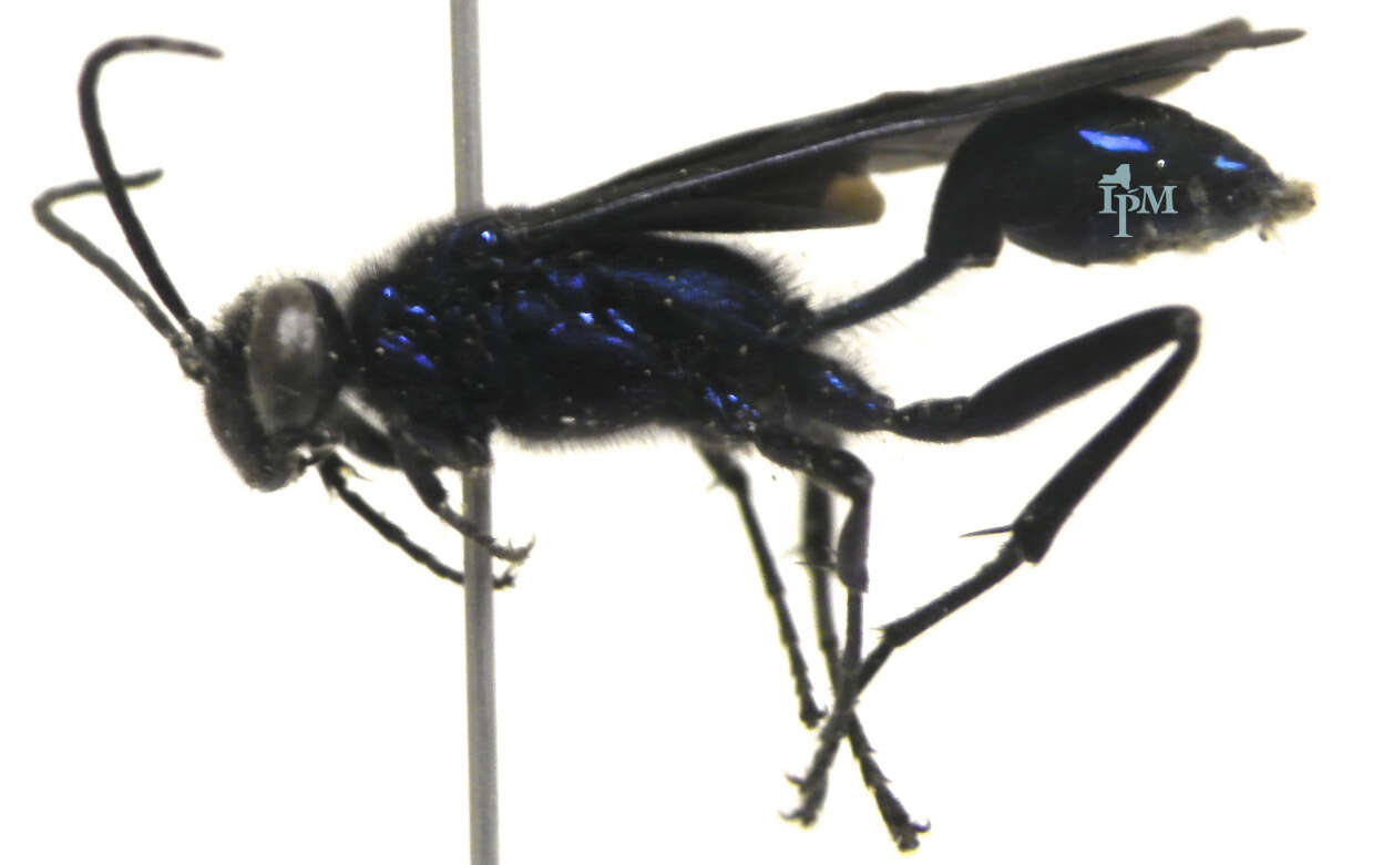 Image of Blue Mud Wasp