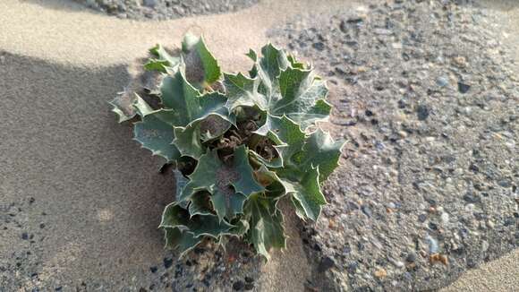 Image of sea-holly