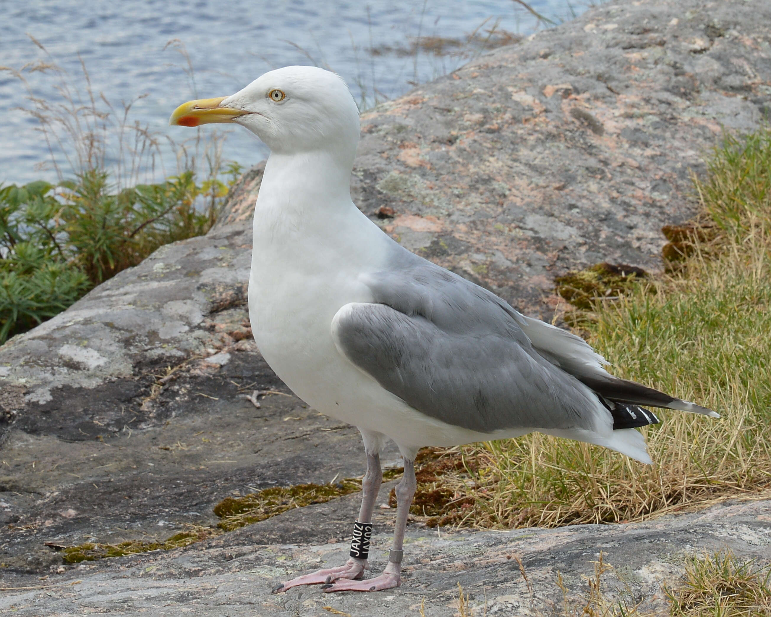 Image of European Herring Gull