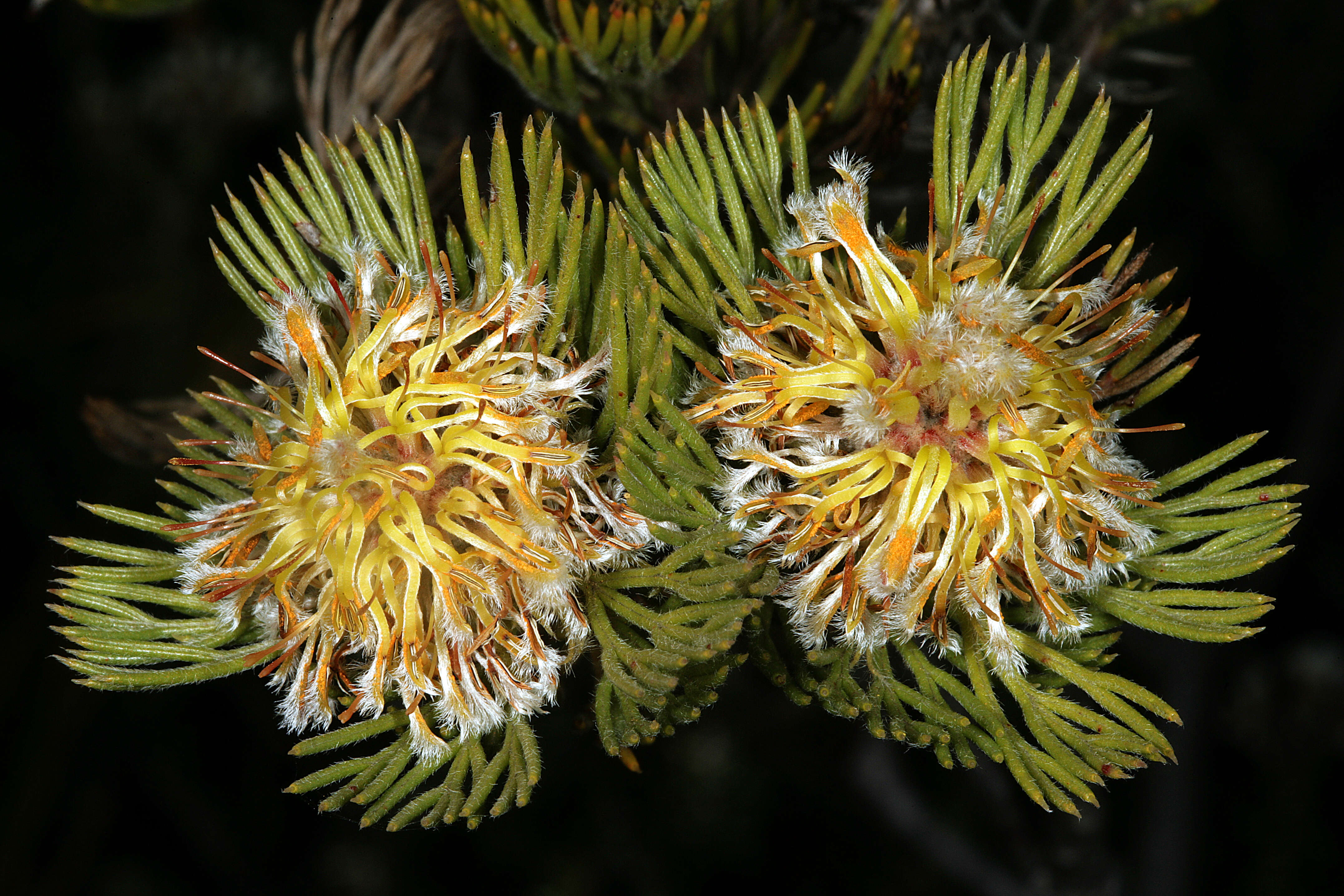 Image of Serruria villosa (Lam.) R. Br.