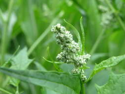 Image de Chenopodiastrum hybridum (L.) S. Fuentes, Uotila & Borsch