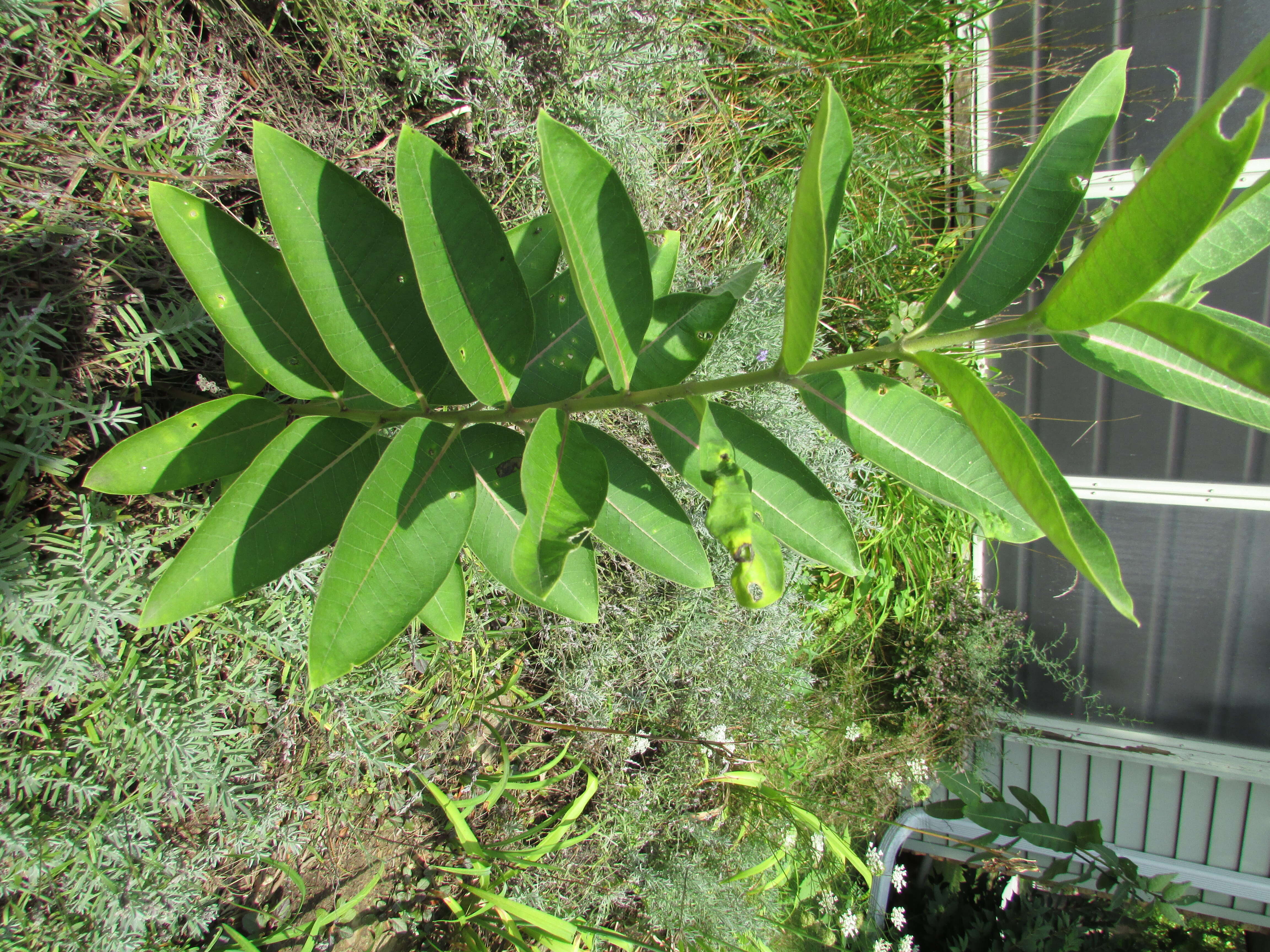 Image of common milkweed