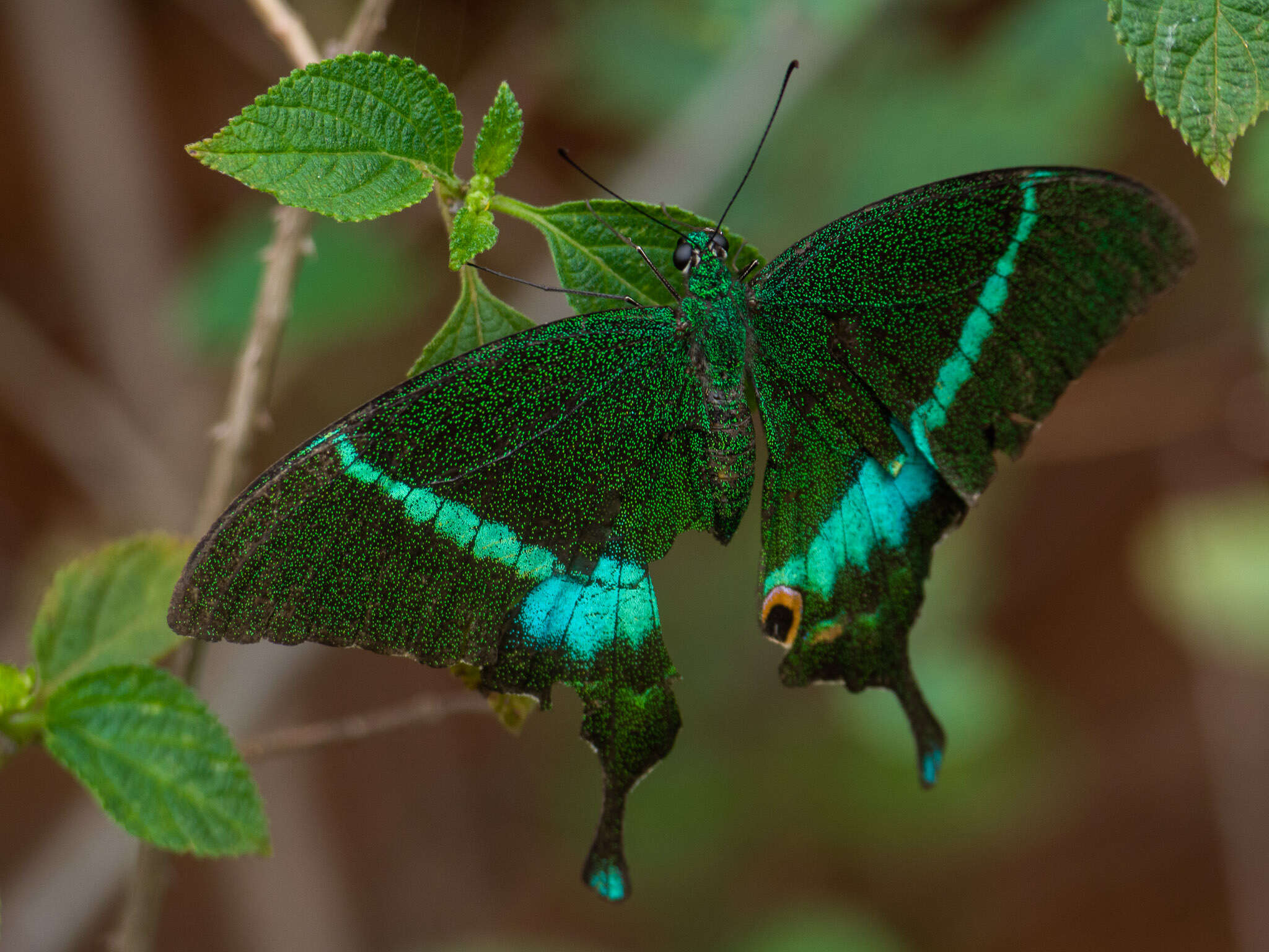 Image of Common Banded Peacock