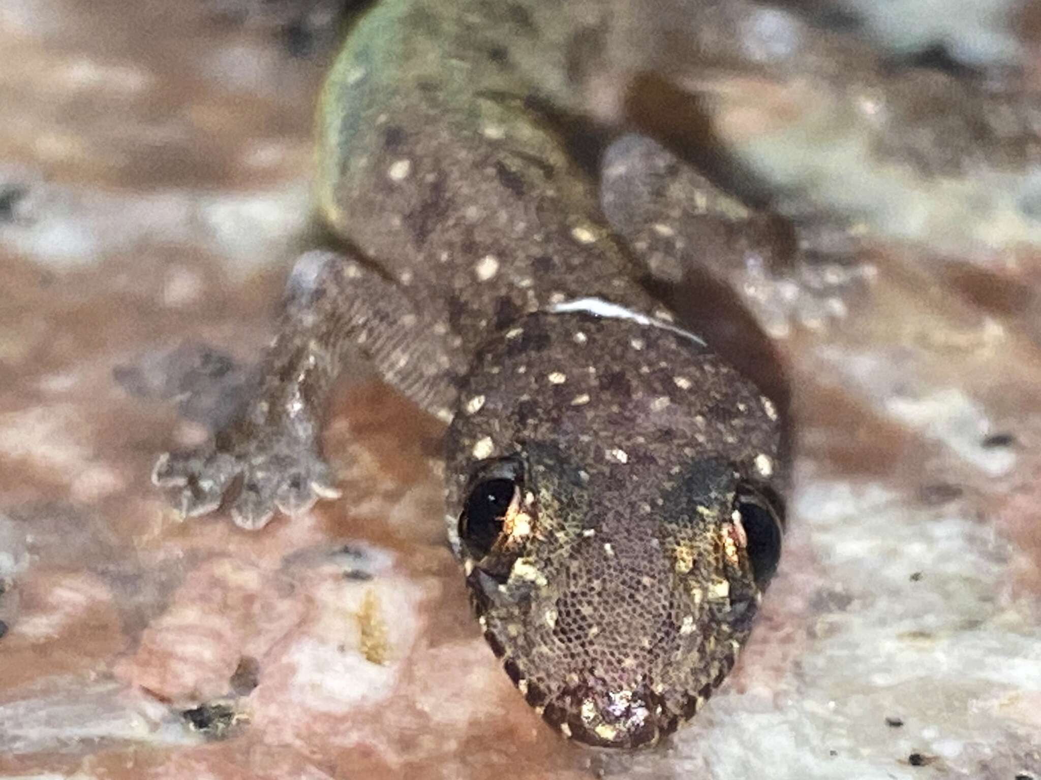 Image of Common Four-clawed Gecko