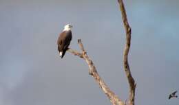 Image of White-bellied Sea Eagle