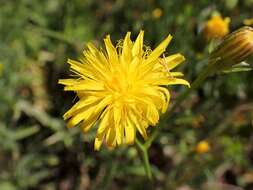 Imagem de Crepis biennis L.