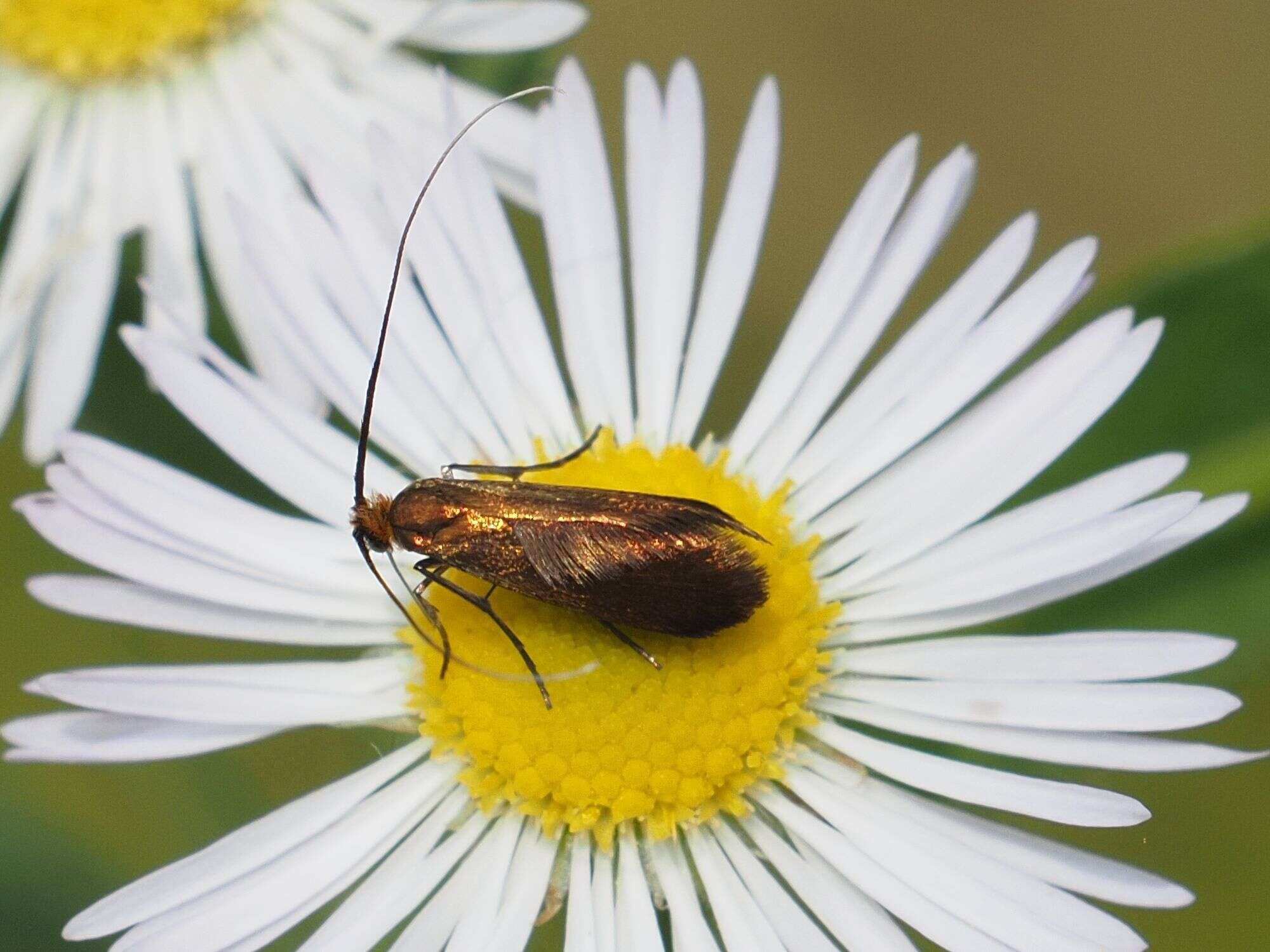 Image of Adela violella