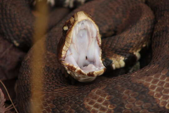 Image of Cottonmouth