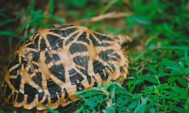 Image of Typical Tortoises