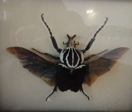 Image of Goliathus goliatus (Linnaeus 1771)