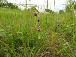 Image of Ophrys holosericea