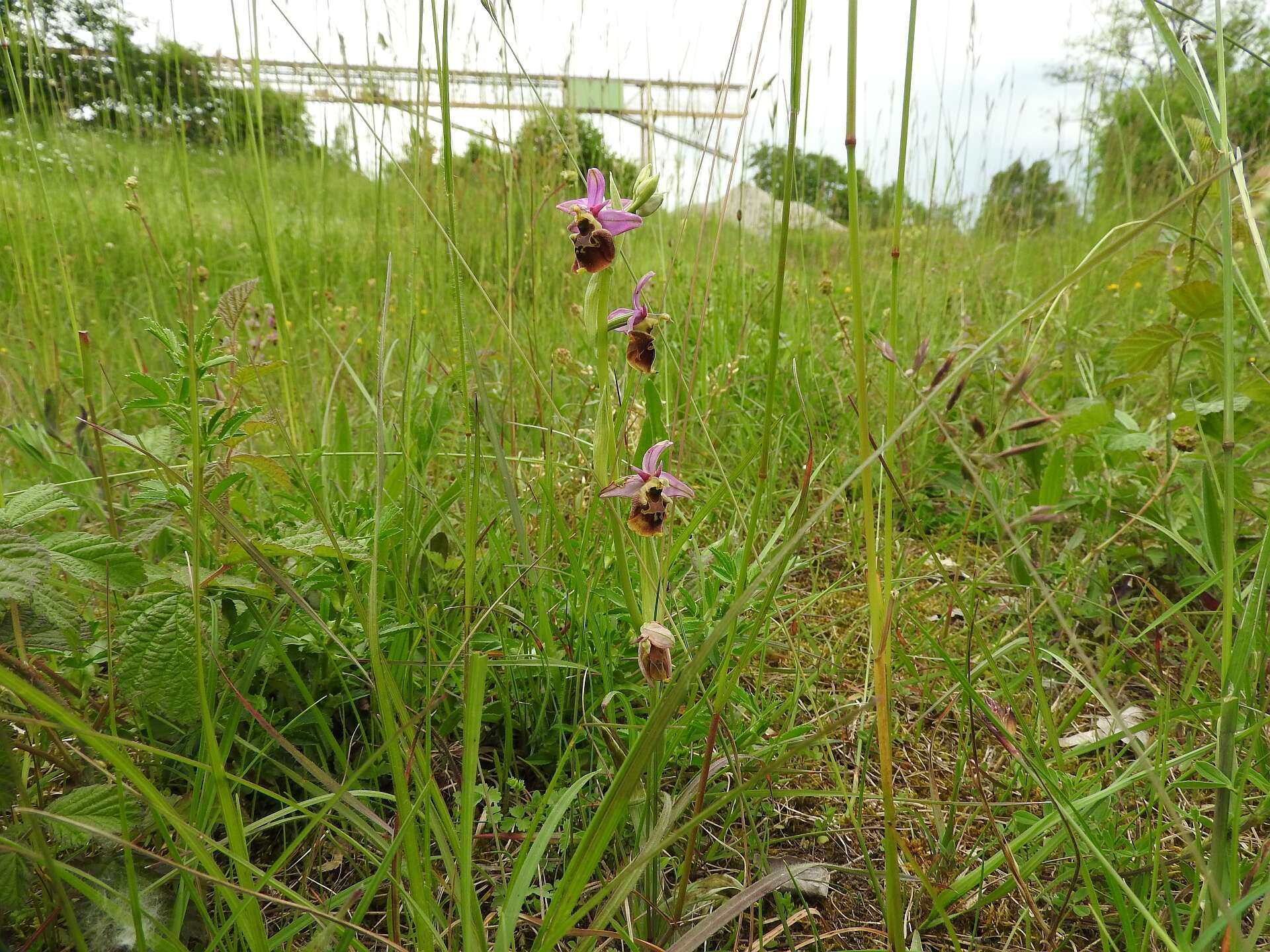 Image of Ophrys holosericea