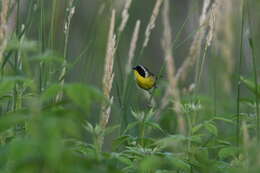 Geothlypis trichas (Linnaeus 1766) resmi