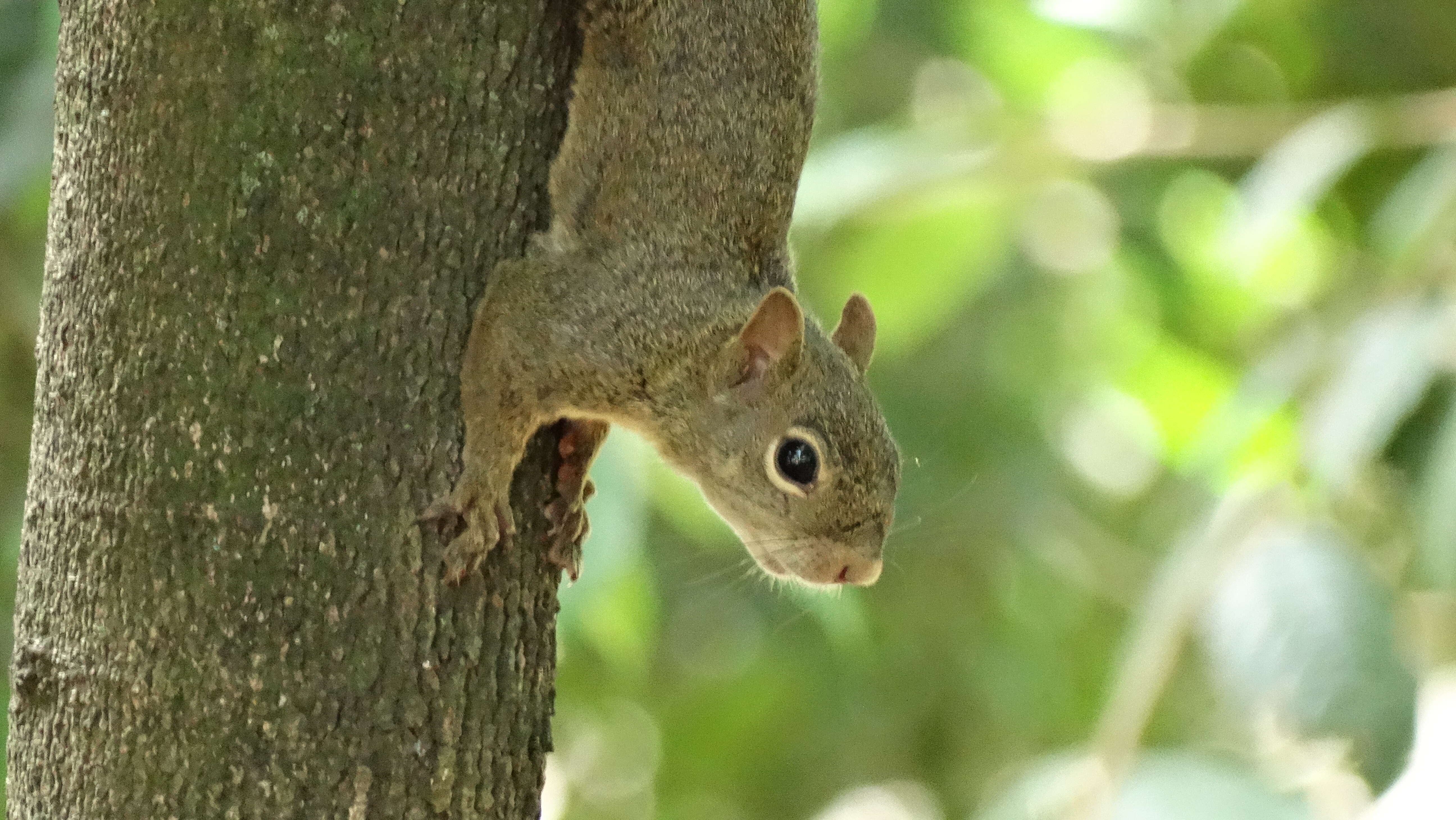 Image of Guianan Squirrel