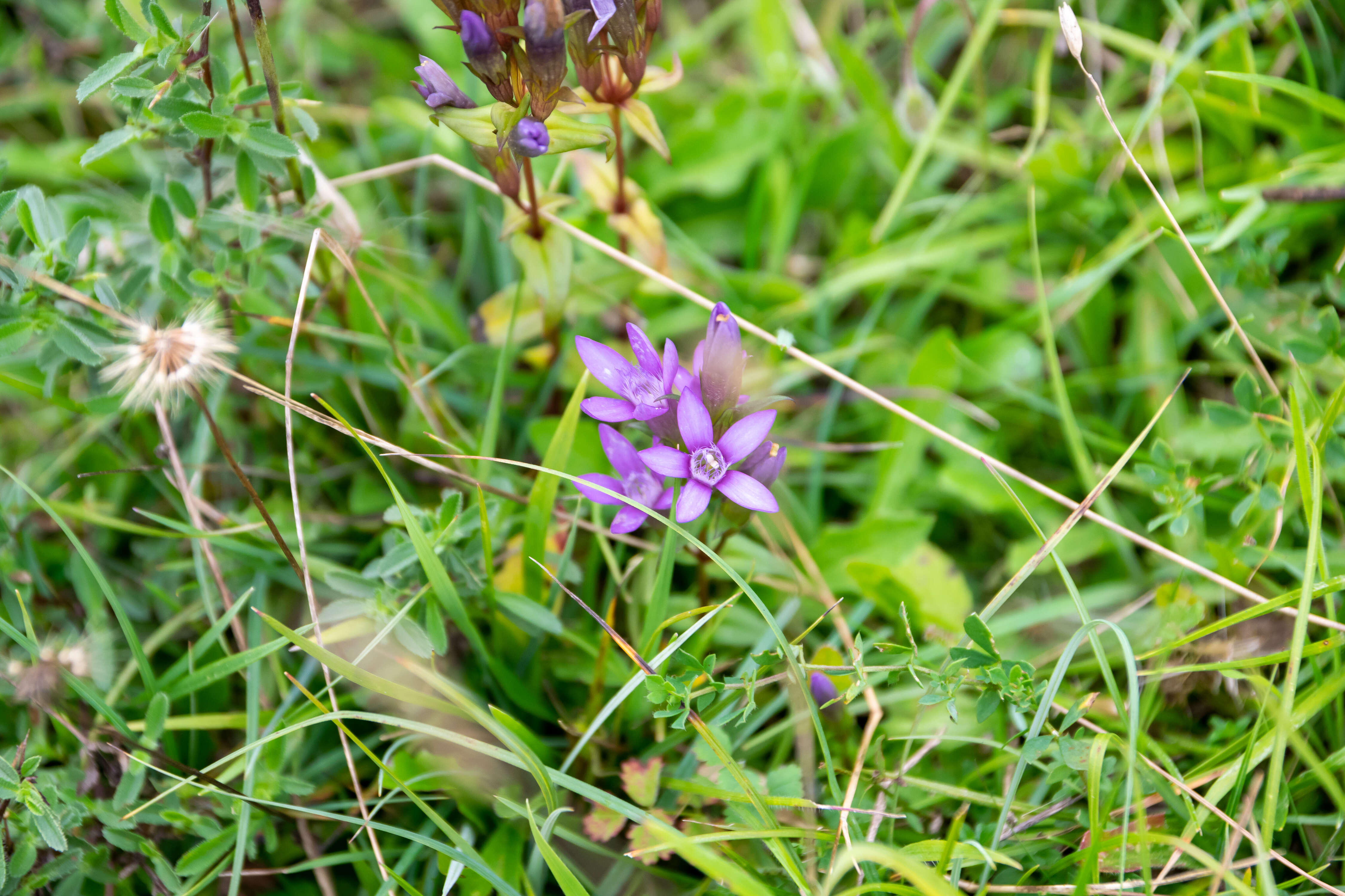 Image of chiltern gentian