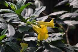 Image of bush allamanda