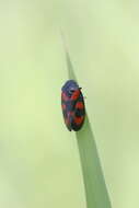 Image of Red-and-black Froghopper